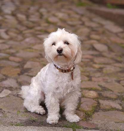 immobilienmakler Stade-Bürohund Grace