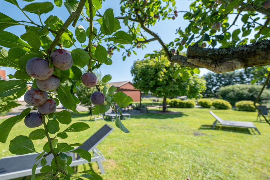 Vier exklusive Residenzen in Jork – Historischer Ferienhof im Alten-Land! - Obstbäume