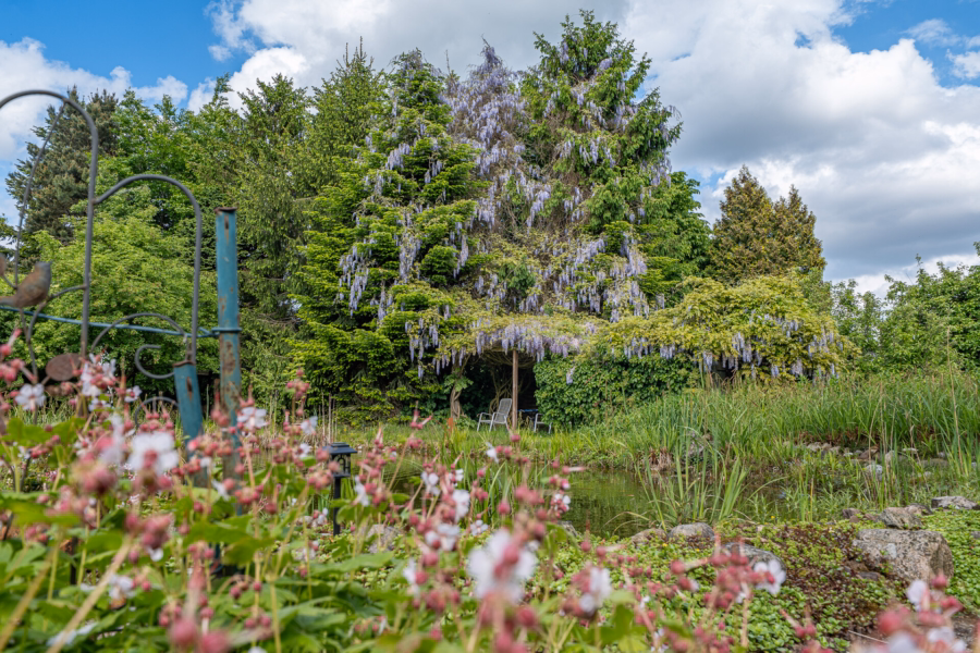 Blauregen im Garten